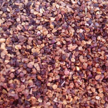 Planting High Quality Goji Berry Seedlings For Sale